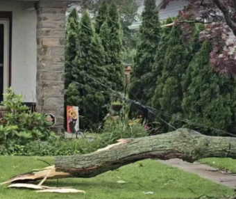 一棵树,能把邻里关系砍没了!宾州关于树木的法律权利你了解多少?